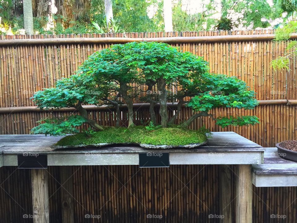 Gardening-Beautiful Bonsai Tree