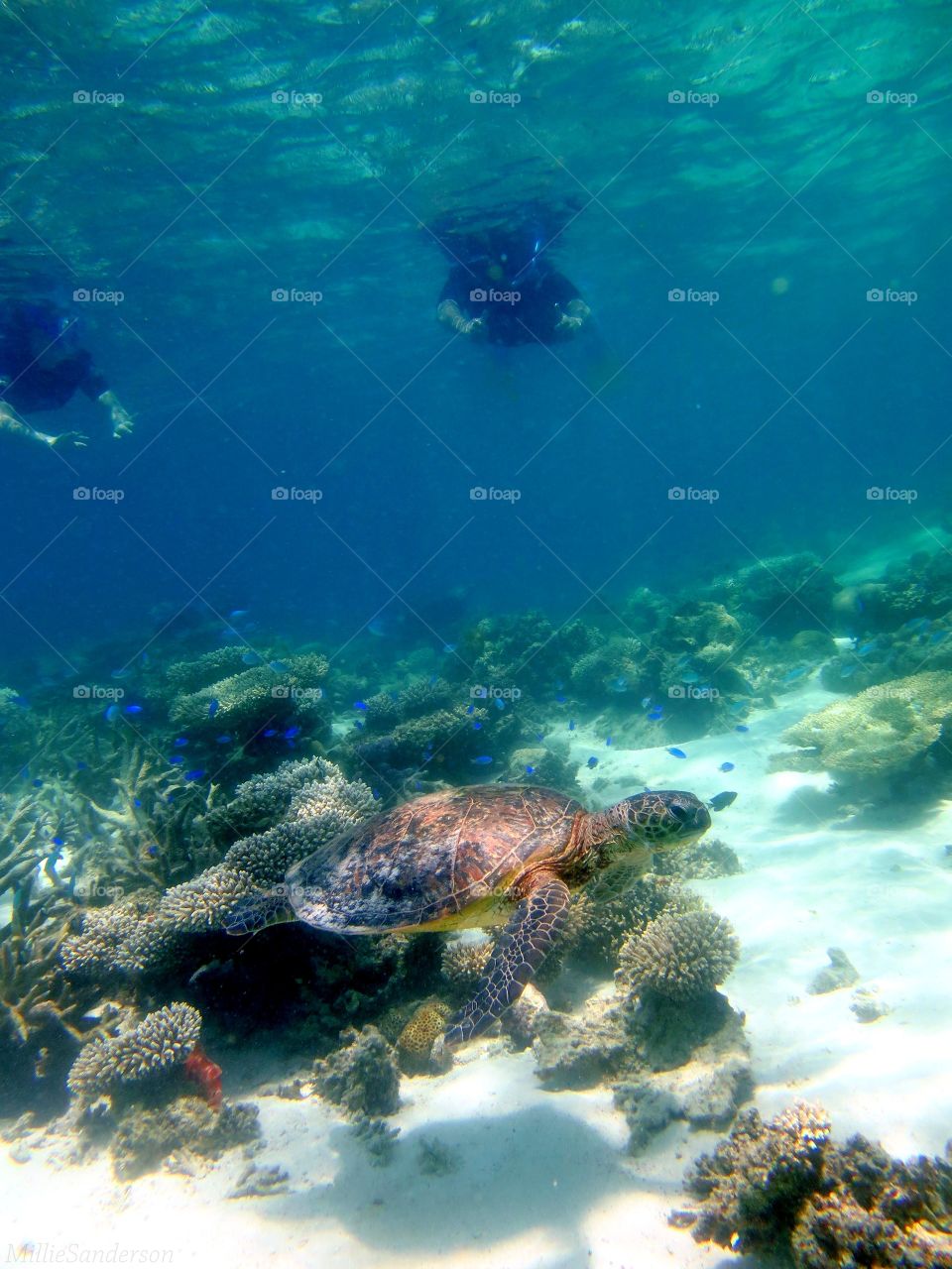 Ningaloo Reef 