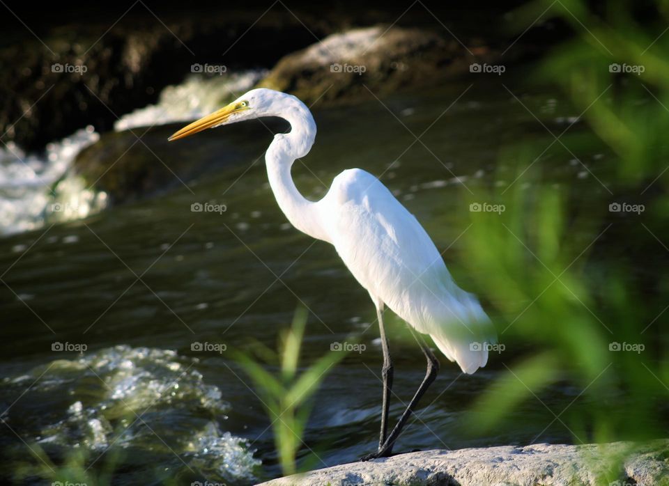 the white Egret