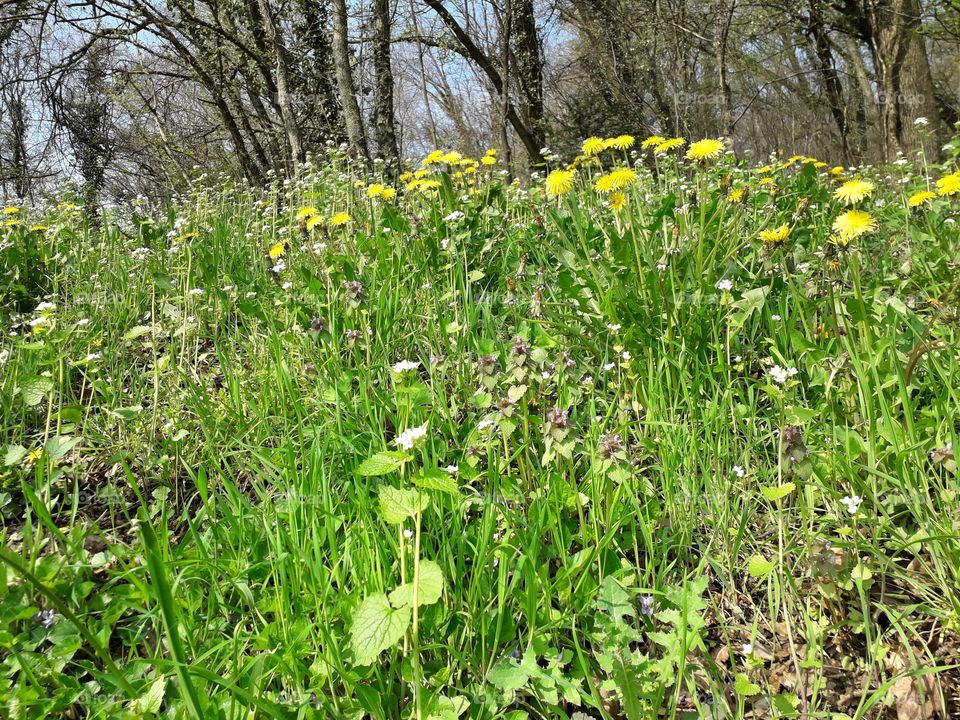 springtime in the wood