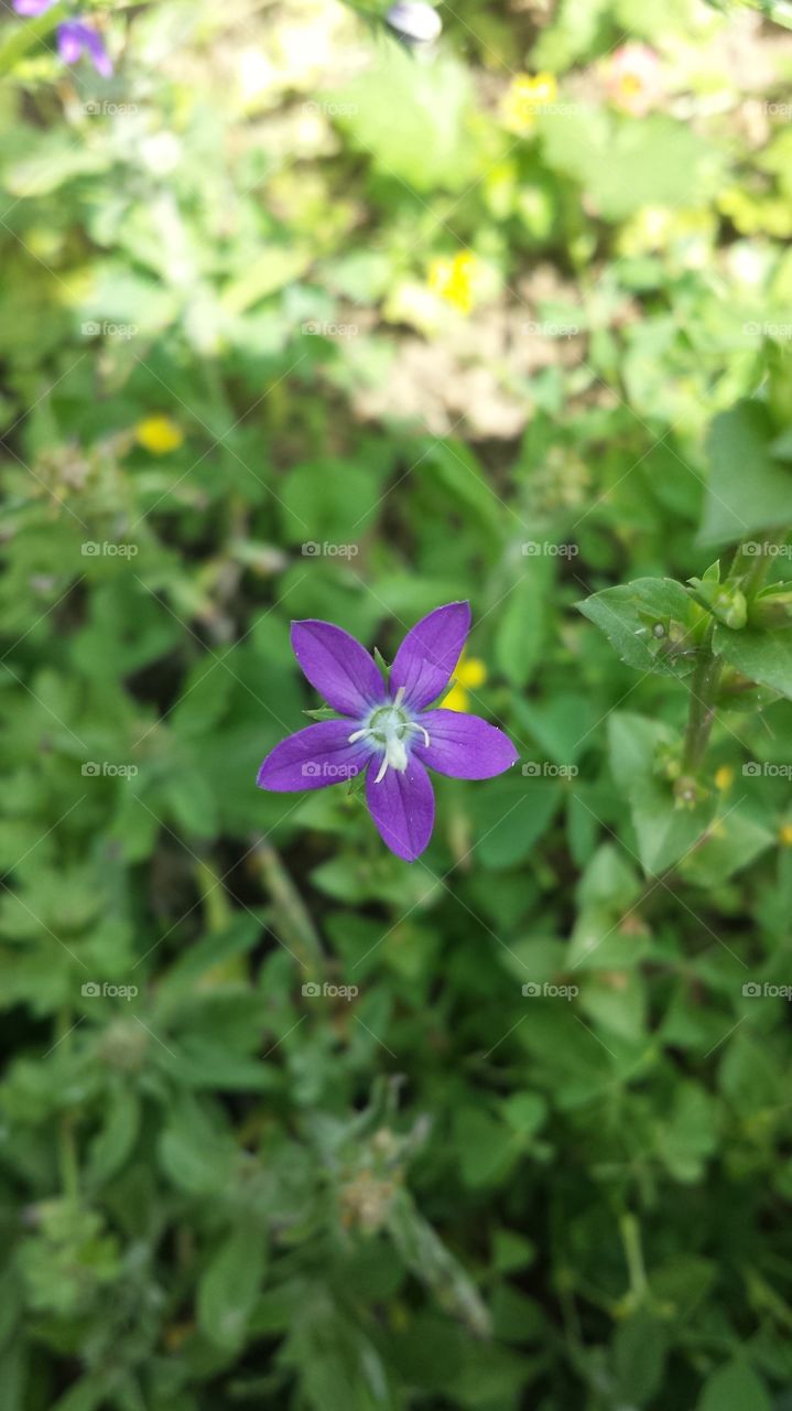tiny wild flower