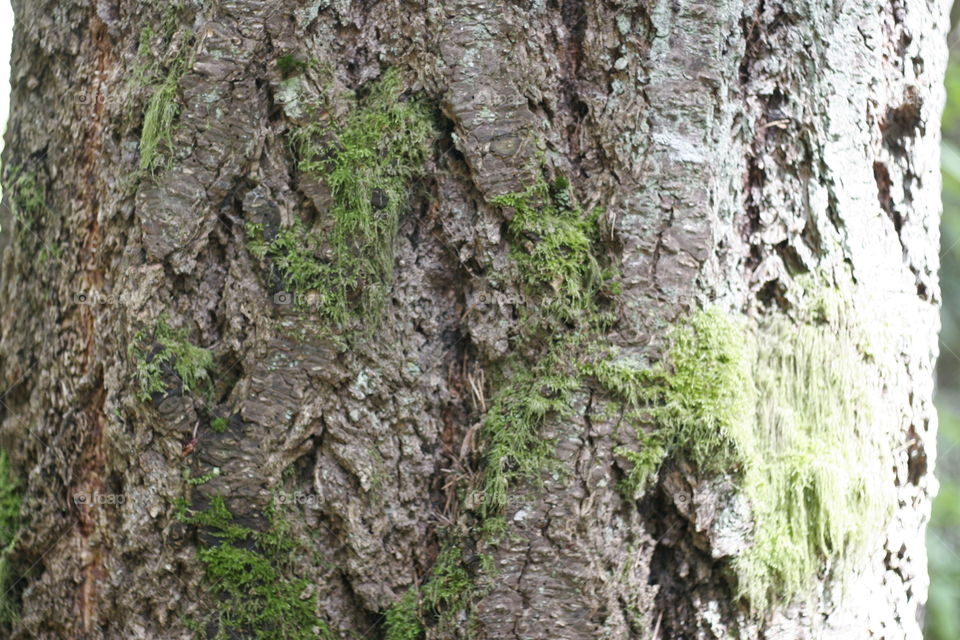 tree moss