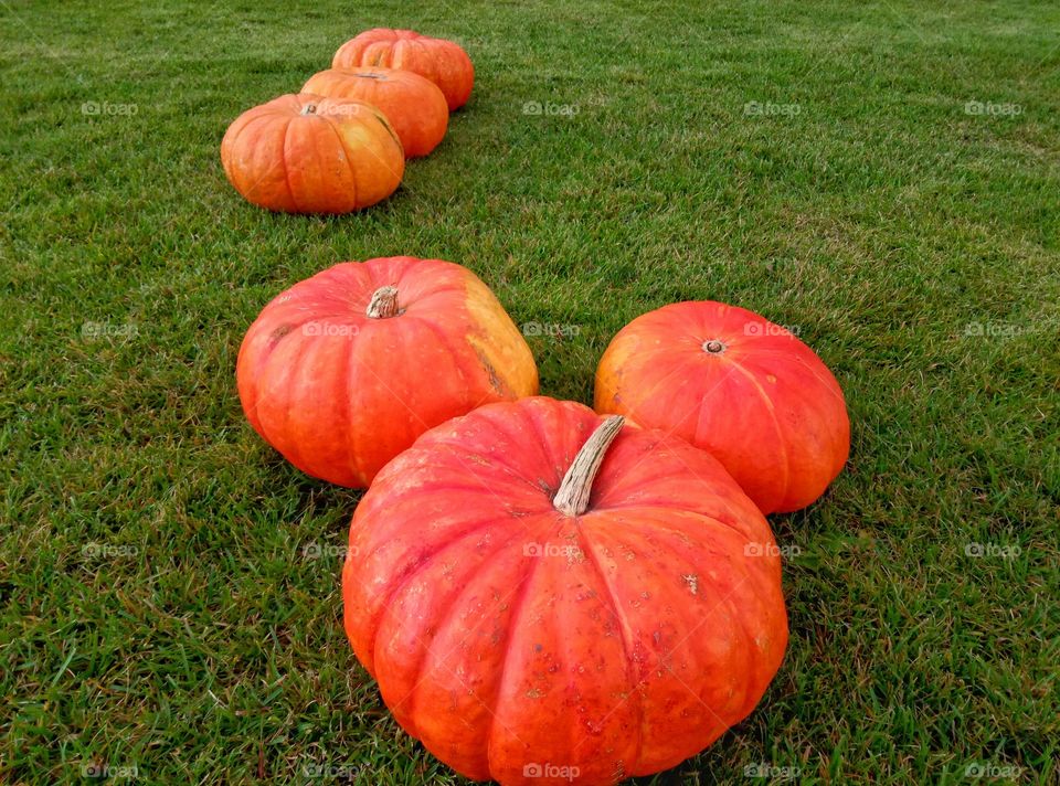 Fall, Garden, Pasture, No Person, Leaf