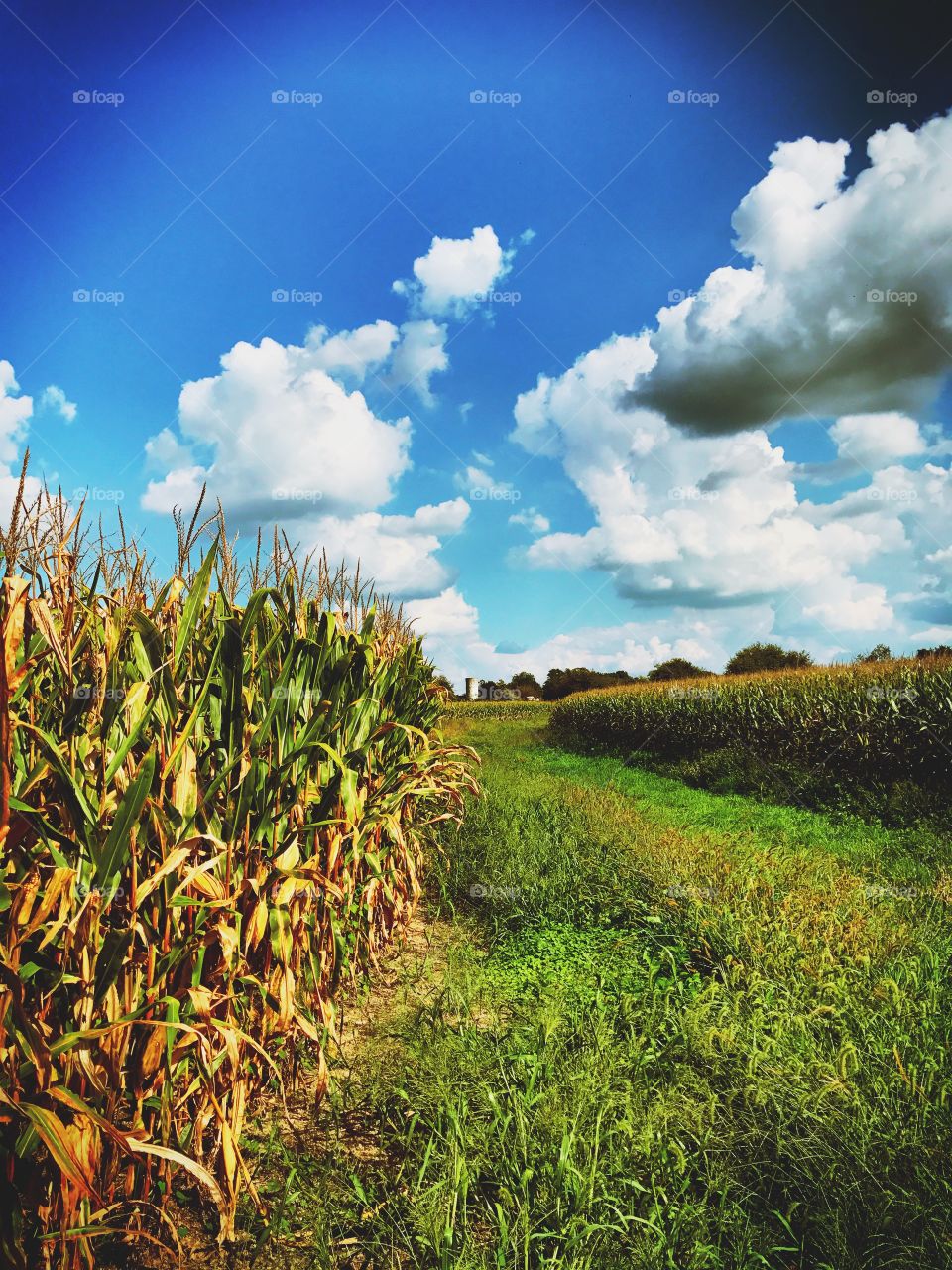 Corn field in the fall