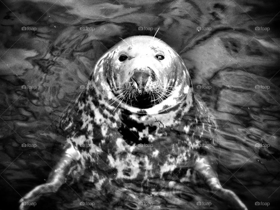 Eyemouth Seal
