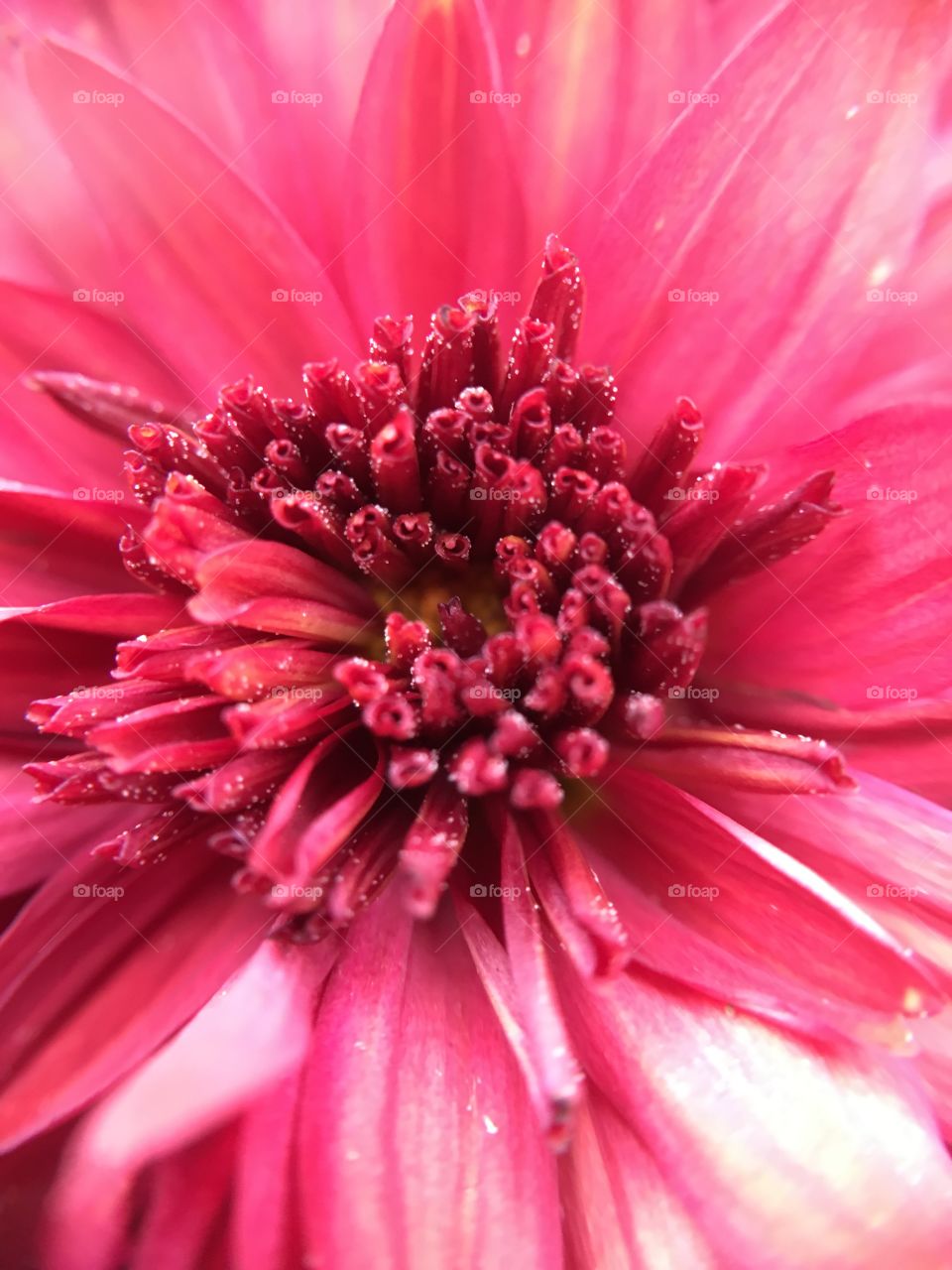 Red flower closeup 