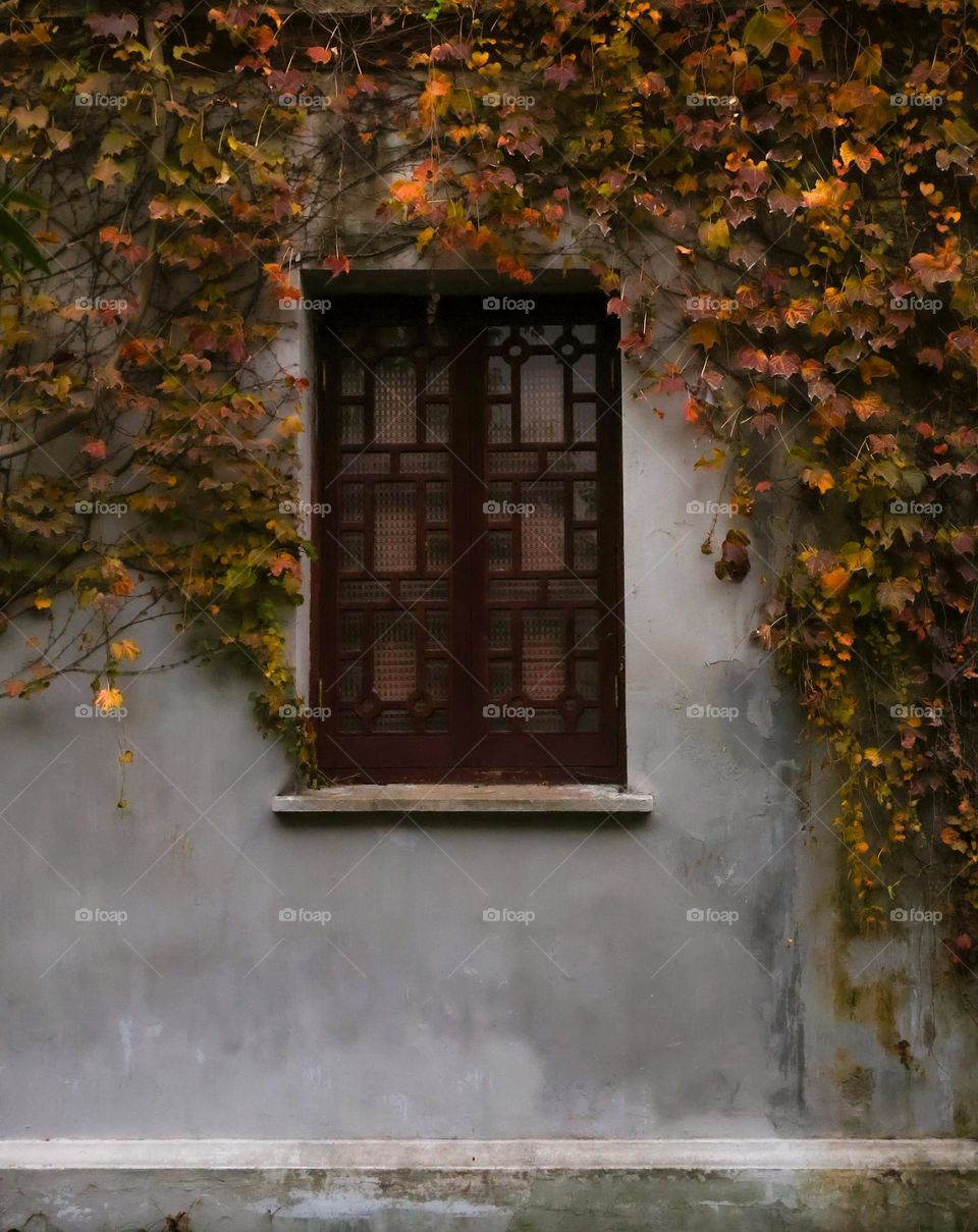 window of autumn