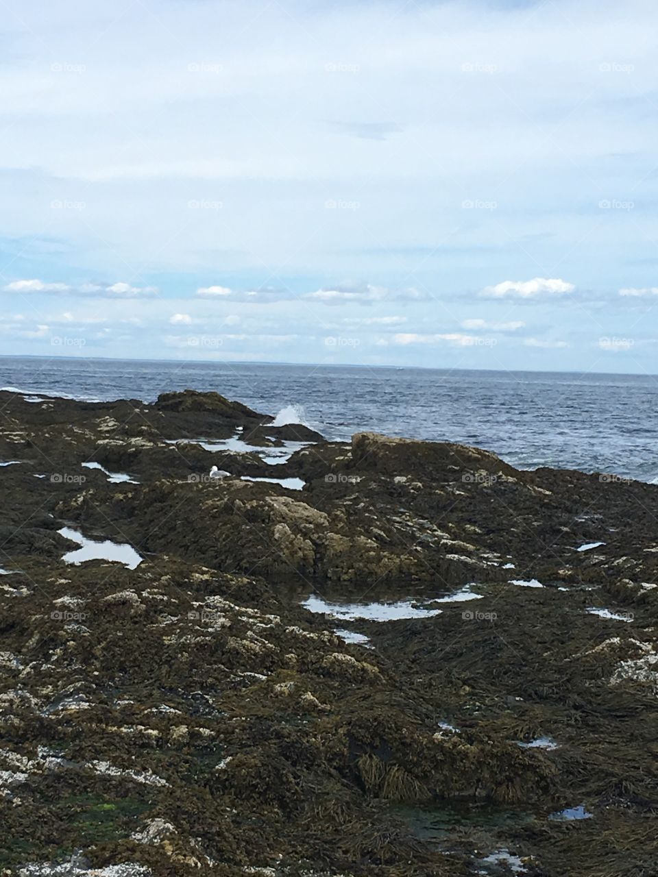 Maine shoreline 