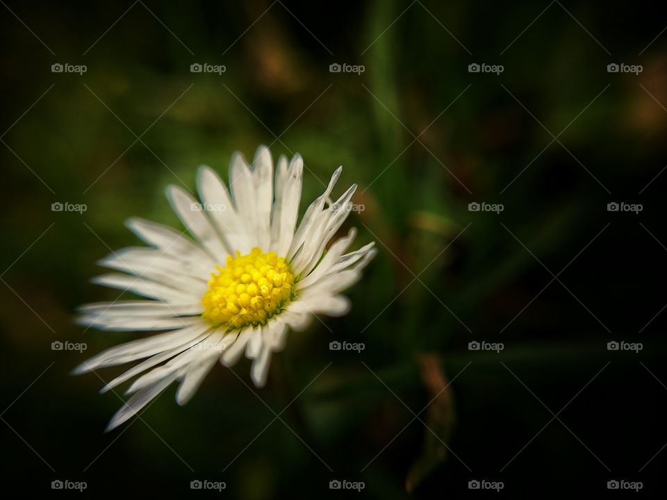 Close-up of blooming flower