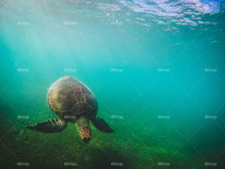 Akumal sea turtle