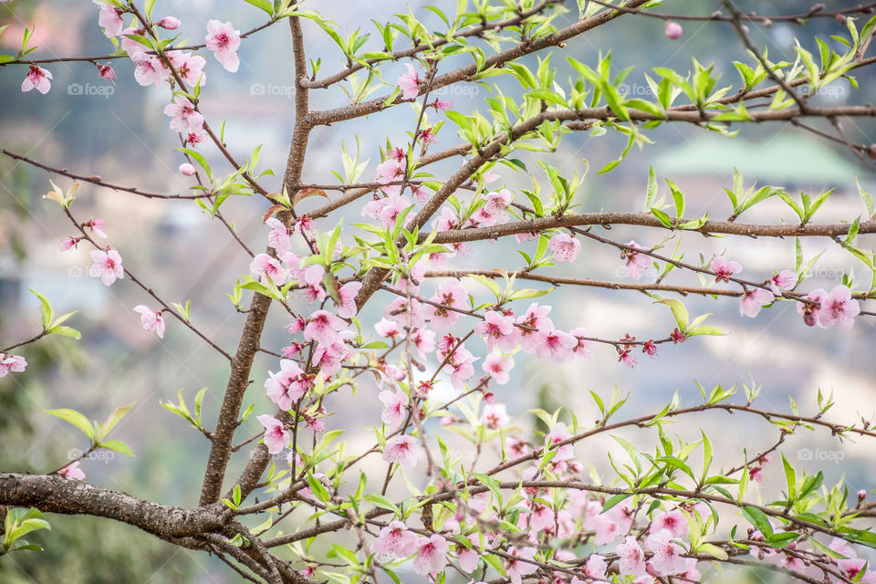 Beautiful peach blossom indicating the signs of spring season...