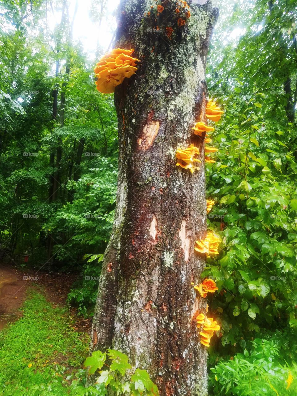 Chicken of the Woods