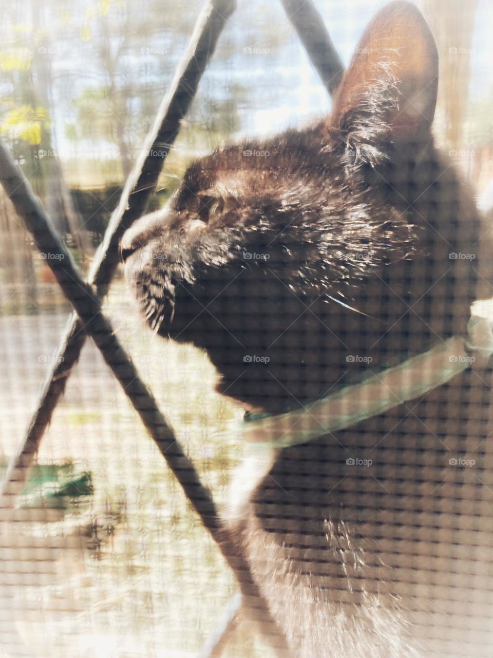 cat loves the sun through the window