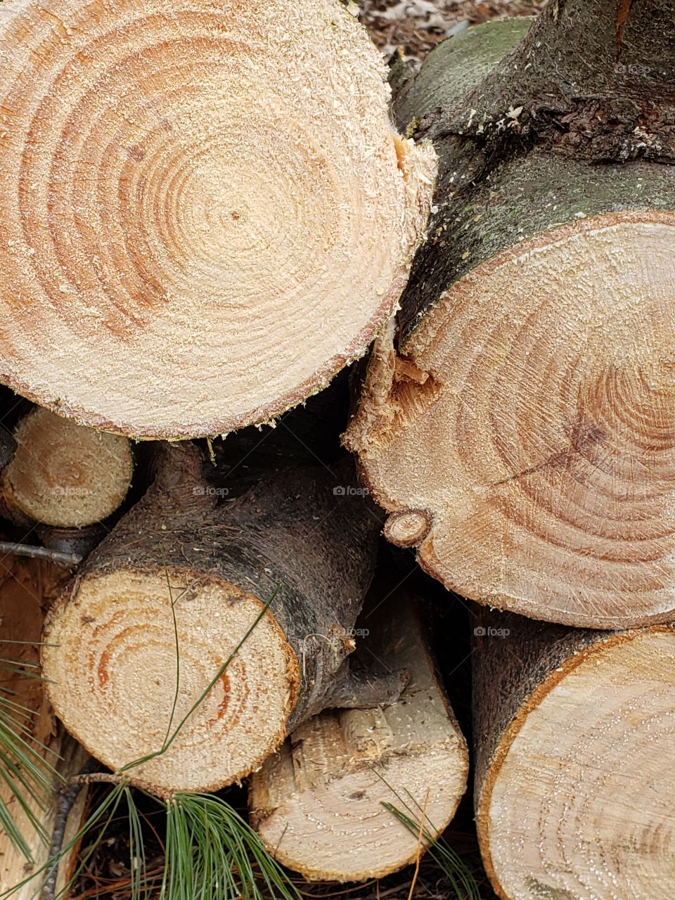 Stack of fresh cut logs showing tree rings