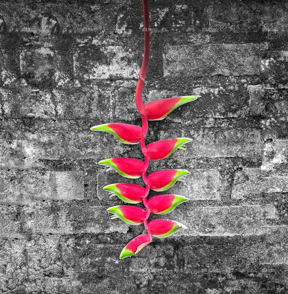 Heliconia Rostrata on the Wall