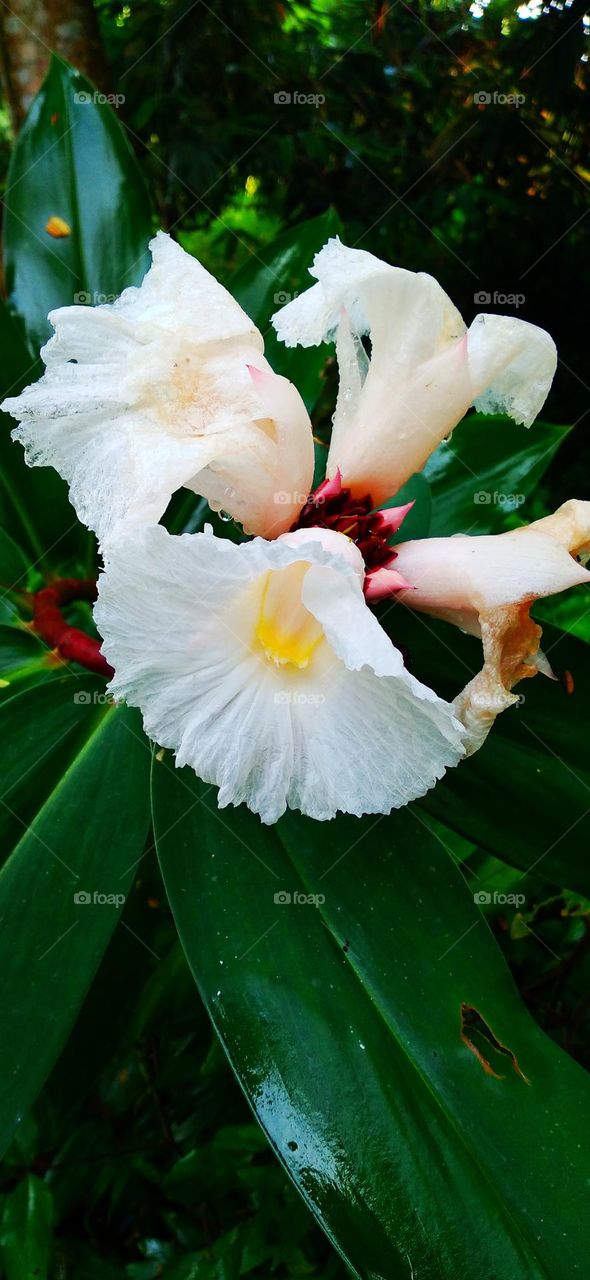 Cheilocostus speciosus is a medicinal plant belonging to the inventive tribe