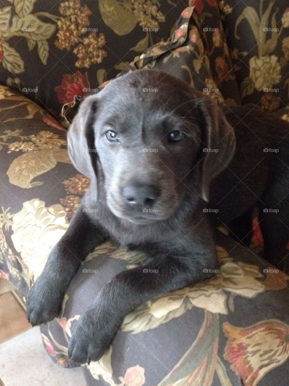 Silver Lab