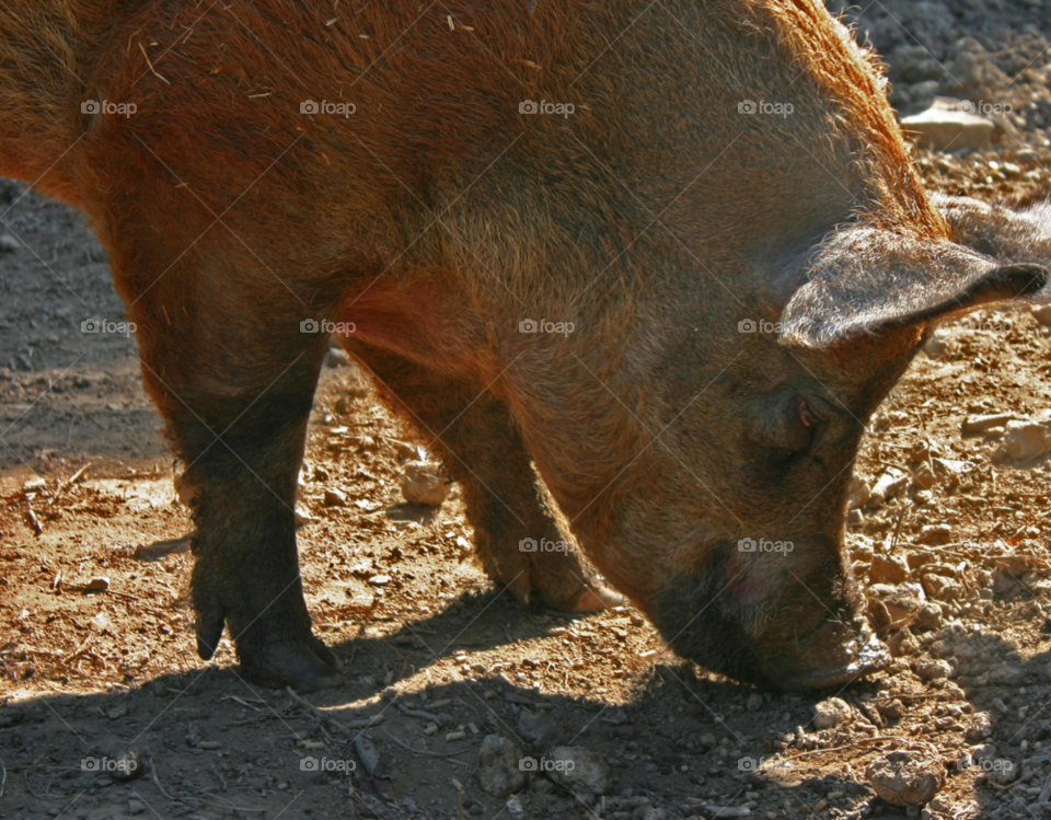 animal eating pig ears by Wilson100
