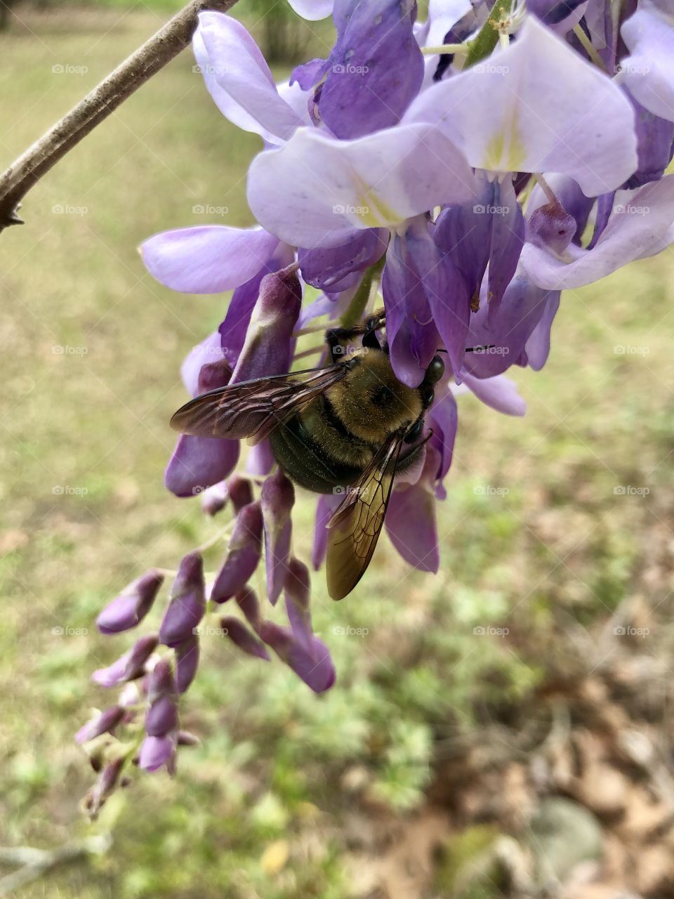 Bumblebee on wisteria 