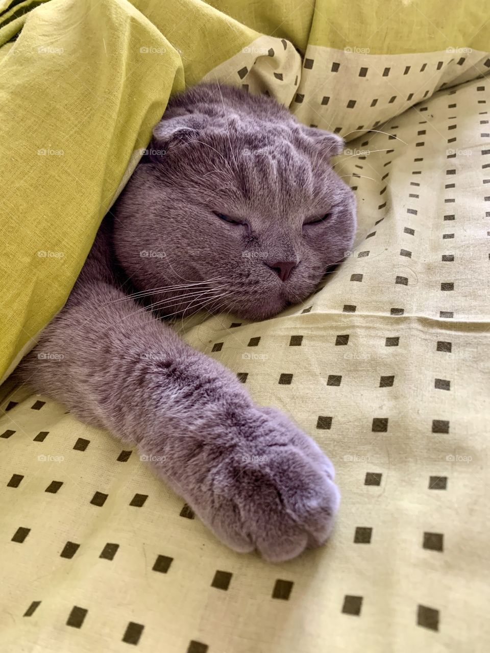 Gray scottish fold cat sleeps on the bed under the covers. He does not know anything about coronavirus and leads an ordinary way of life