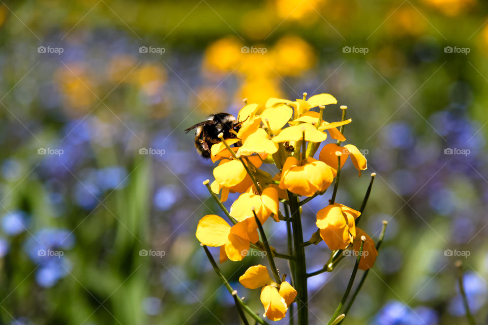 Bumble bee on yellow flowers. Took this in a garden during summer