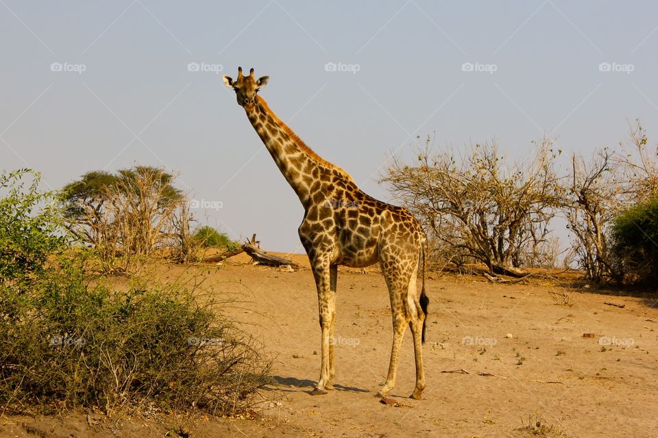 Close-up of giraffe in Botswana