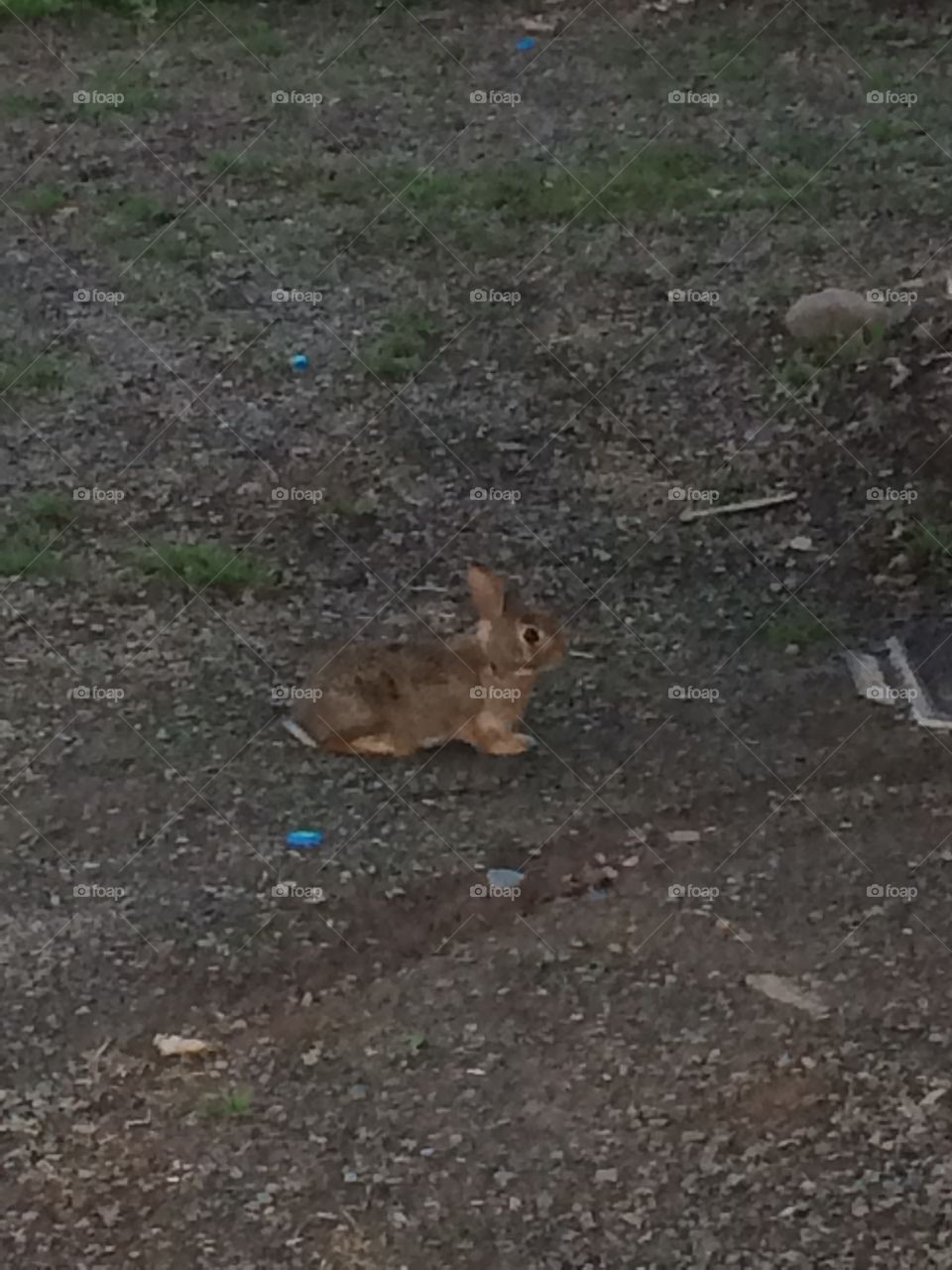 Playful Bunnies 