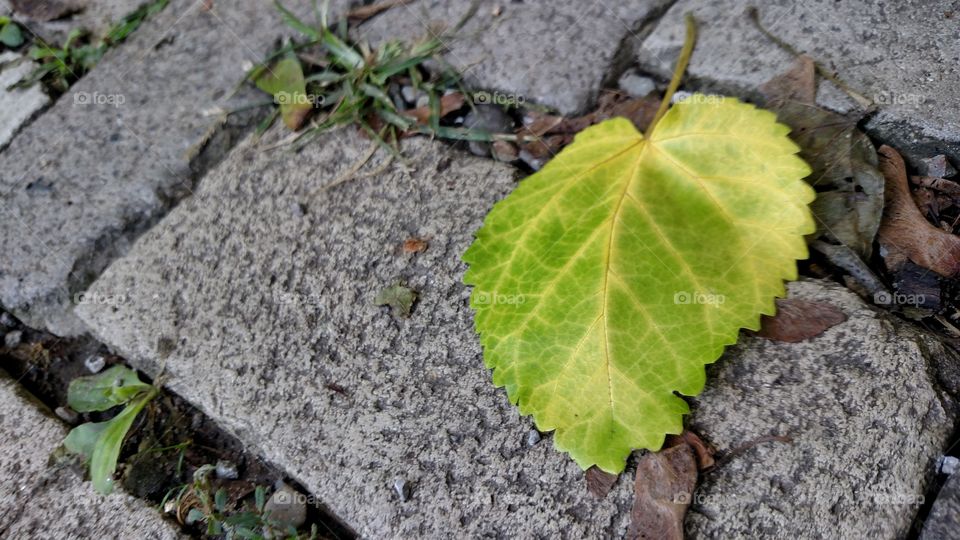 lonely leaf