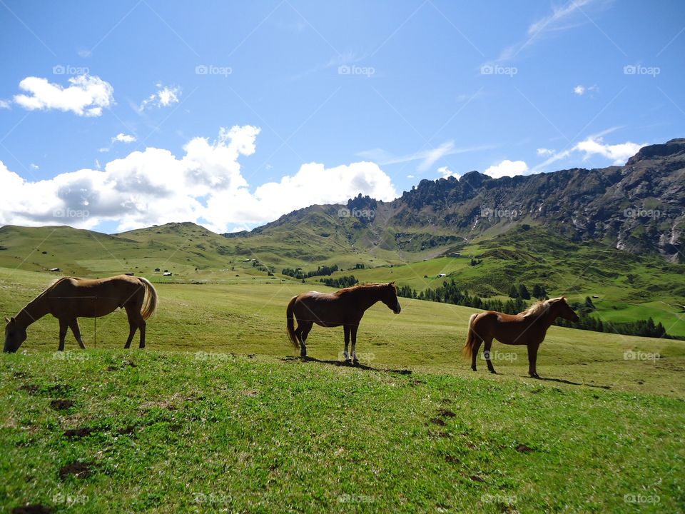 Horses grazing . Three beautiful horses free in the open field in high mountains 