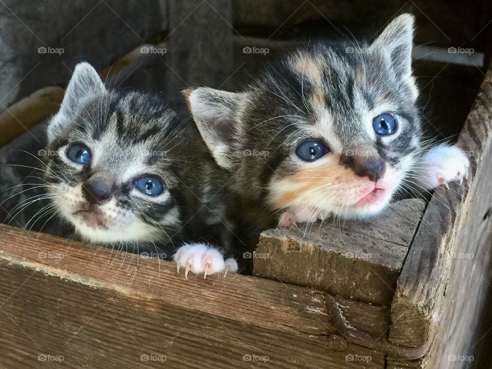 Two kittens