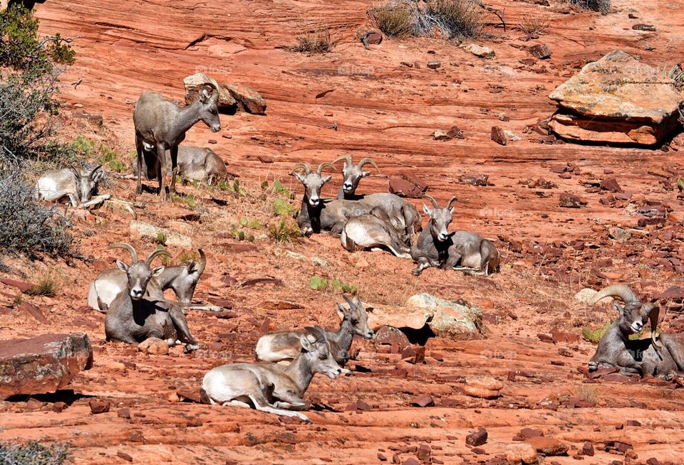 Big horn Sheep