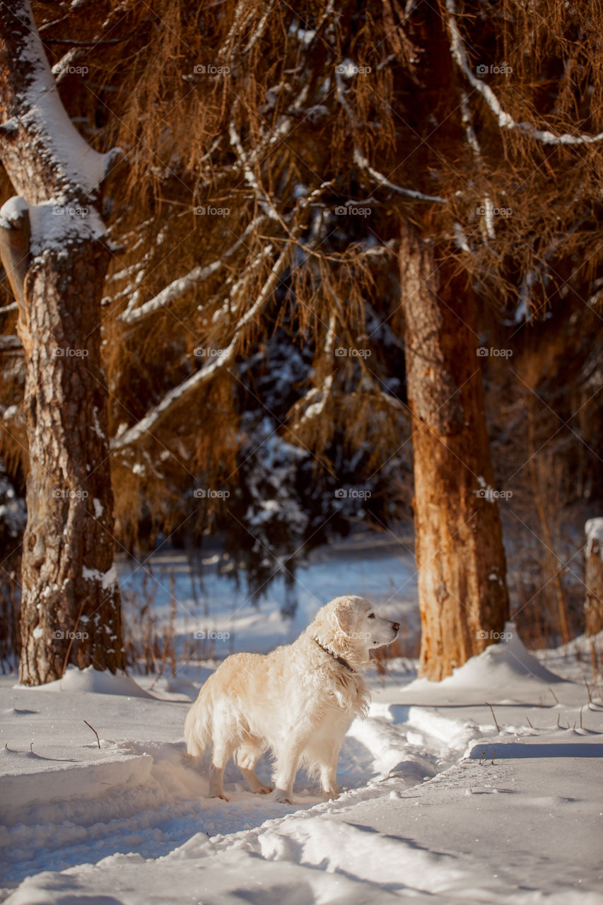 Dogs playing in snow