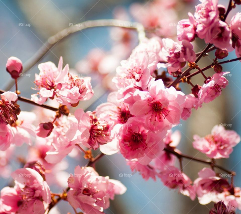 Pink Almond Blossoms