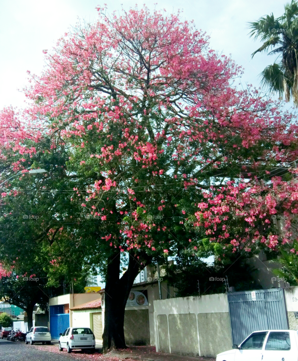 Ipê rosa, Udia