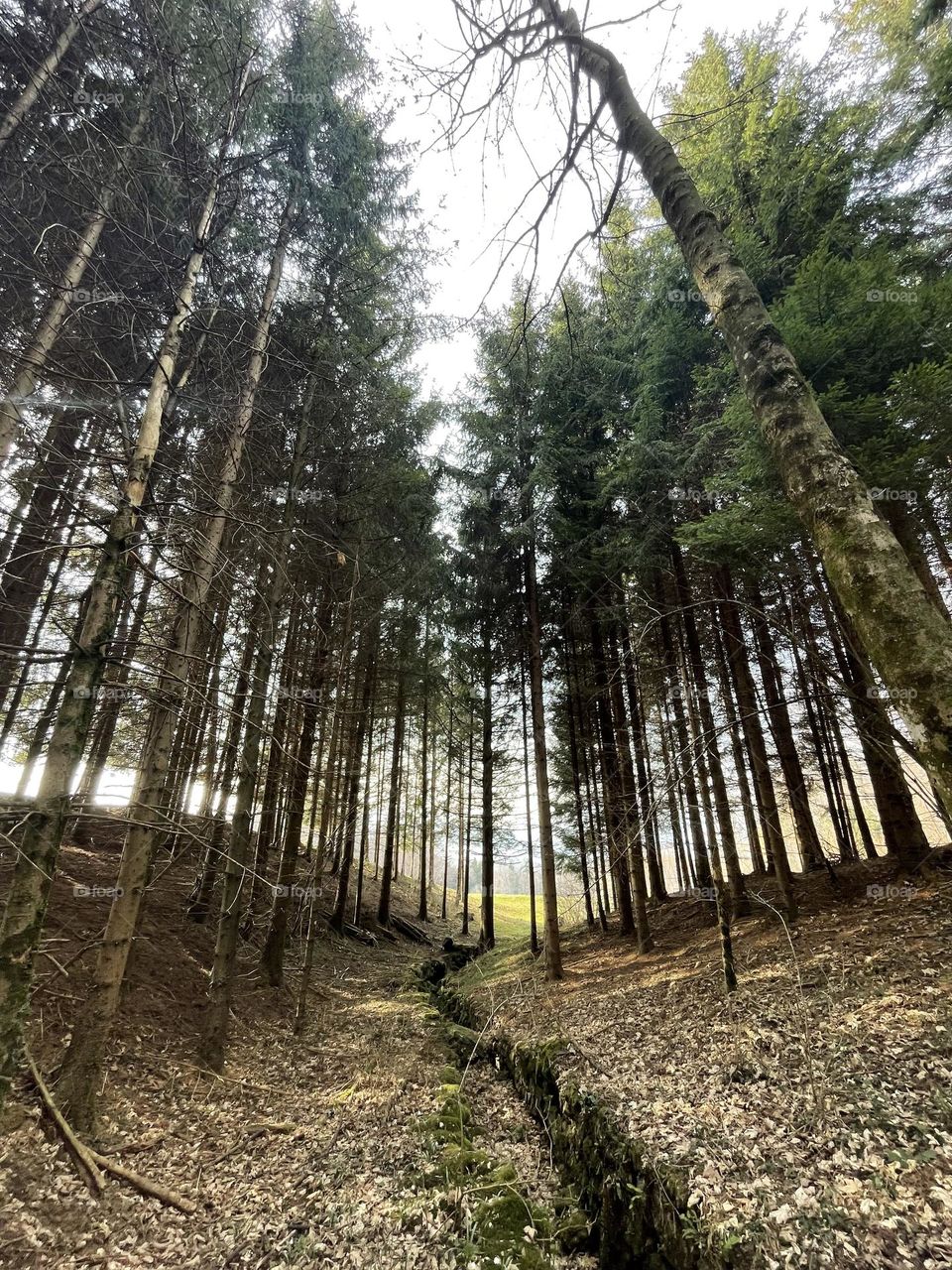 Sunlight through the trees of the mountain pinewood in a sunny day of spring time