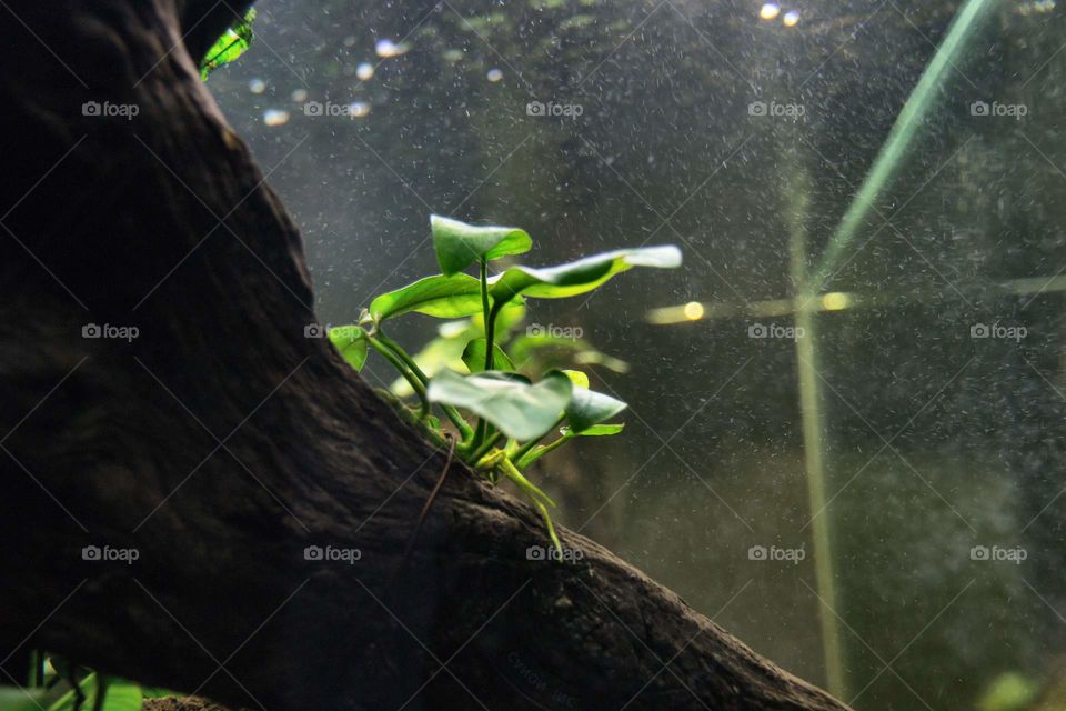 aquatic plants under lights