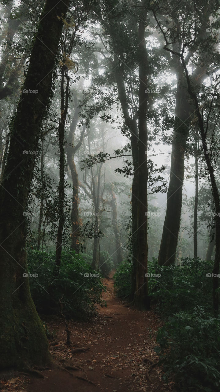 kew mae pan in Chiang mai