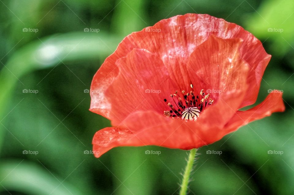 poppy