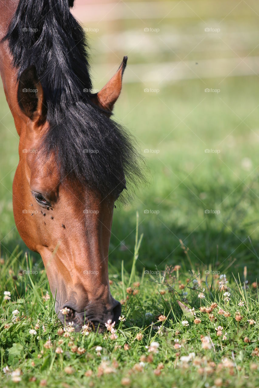 Mammal, Grass, Animal, One, No Person