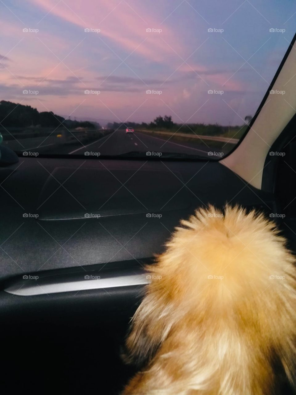 My puppy look very far😊