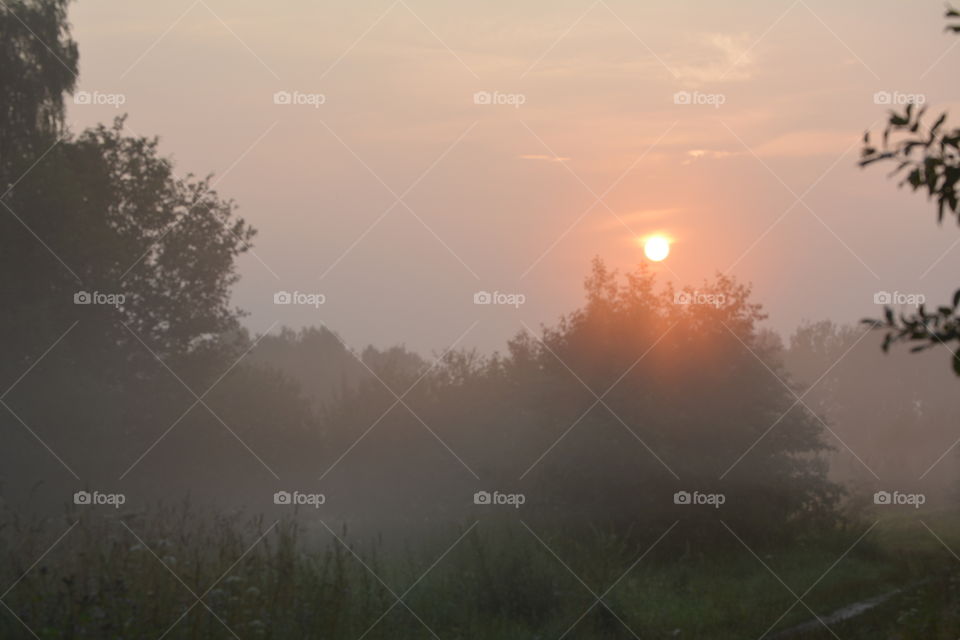 Dawn, Sunset, Fog, Landscape, Tree