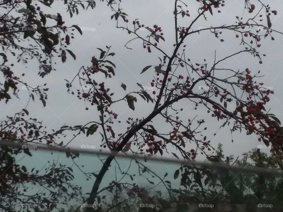 fall crab apple fall tree berries