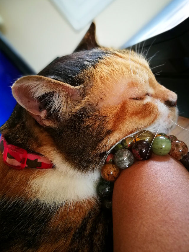 Sleeping cat