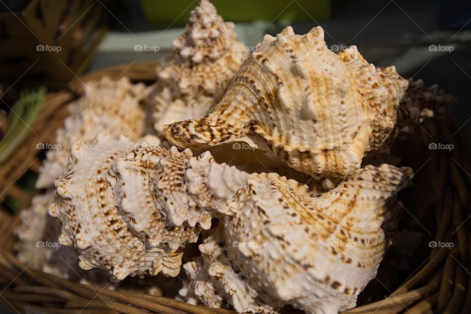 Close-up of beautiful seashells