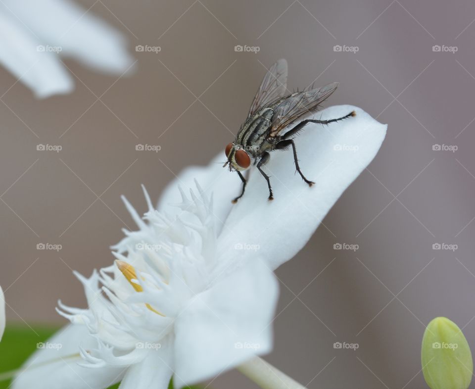 Fly on a flower plant macro photography 