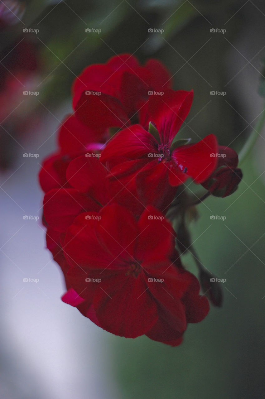 red flower grows in the garden