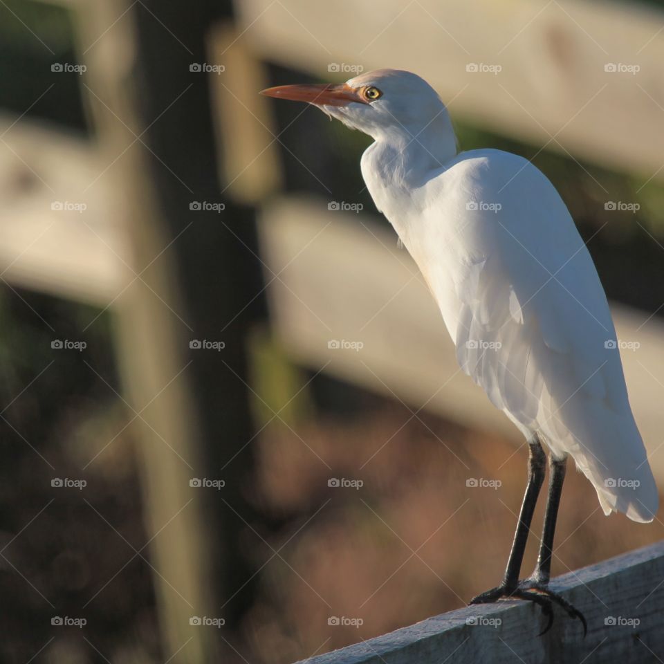 White Egret. One of the abundant birds that call Lake Apopka their home.