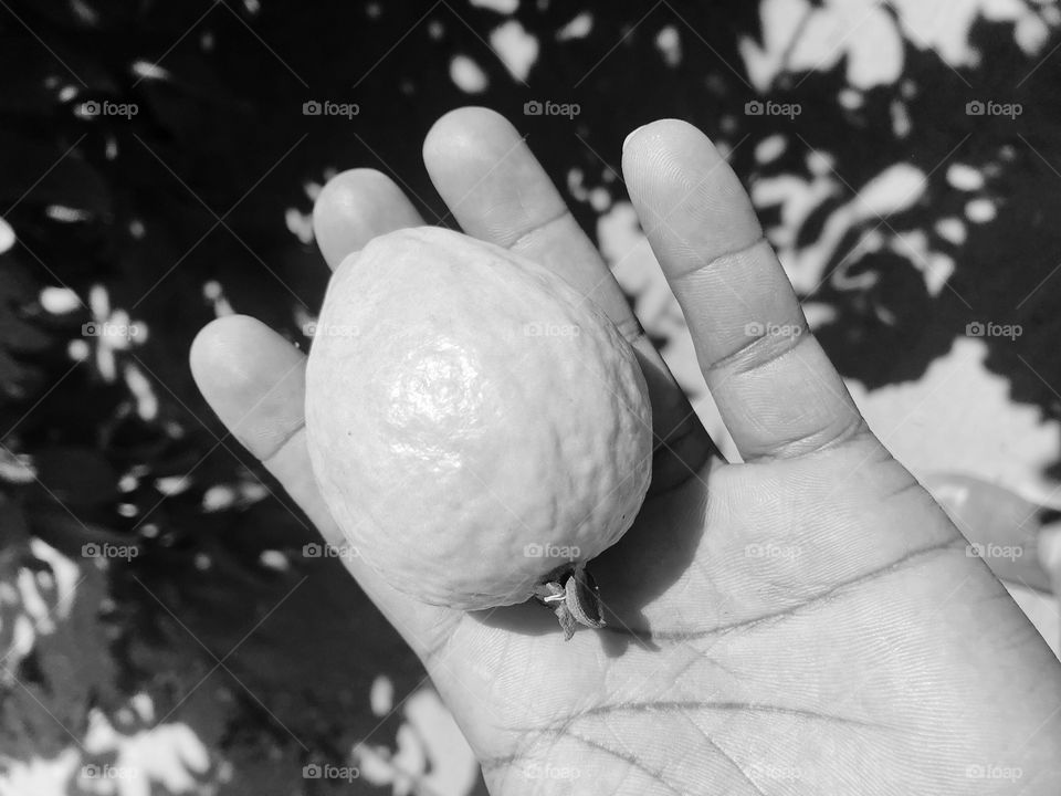 Guava, one of the best fruit👍🏽