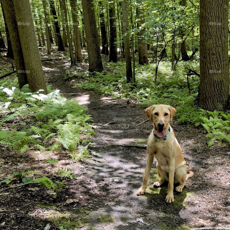 Labrador sitting in a forest 