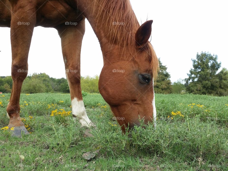 Sorrel Horse Grazing